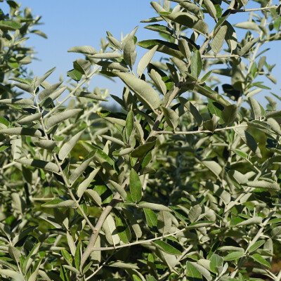 Elaeagnus angustifolia (3)